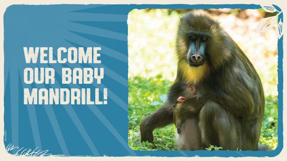 Disney’s Animal Kingdom Welcomes Baby Mandrill – It’s a Girl!