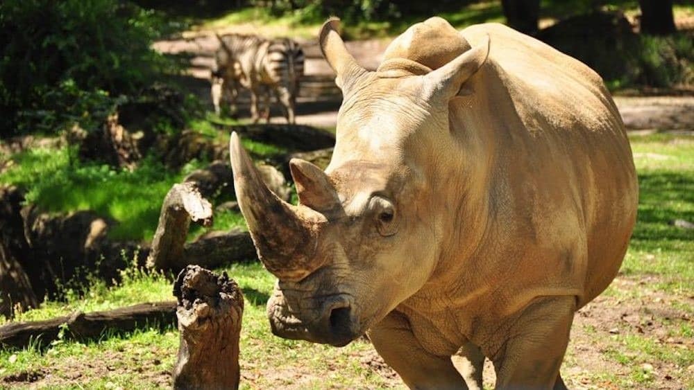  Get ‘Up Close with Rhinos’ Starting Nov. 1 at Disney’s Animal Kingdom Theme Park