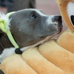 Pet Friendly Hotels in Orlando