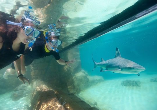 Discovery Cove Special Deal