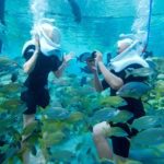 Swim with the Dolphins at Discovery Cove