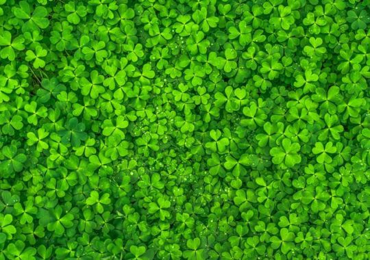 Celebrate Like the Irish on St Patricks Day, in Orlando