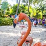 Discovery Cove® Welcomes New Pink Guests & Celebrates with Amazing Park Offer