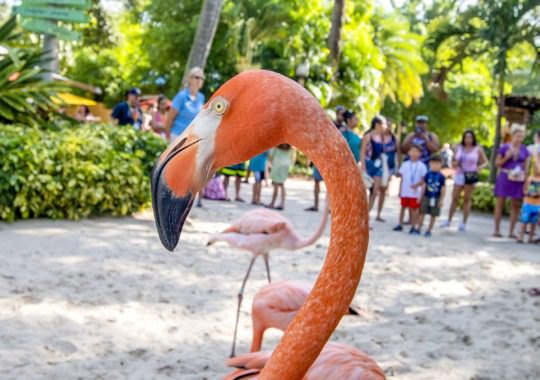 Discovery Cove® Welcomes New Pink Guests & Celebrates with Amazing Park Offer