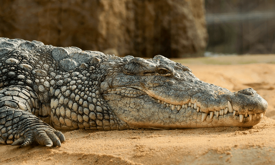 Experience Alligators at Gatorland Florida!