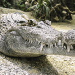 Experience Alligators at Gatorland Florida!