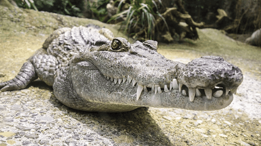 Experience Alligators at Gatorland Orlando Florida!