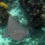 Spotted eagle ray pups born at Discovery Cove in Orlando