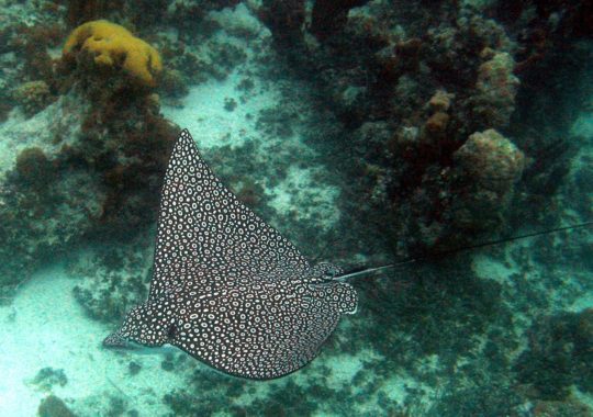 Spotted eagle ray pups born at Discovery Cove in Orlando