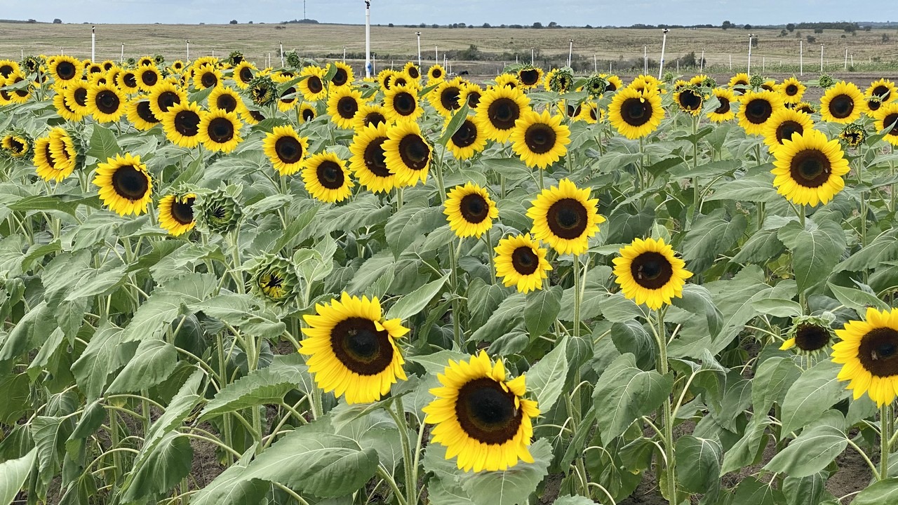 Sunflowers at Southern Hill Farms