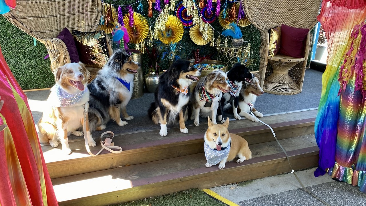 dogs at boxi park