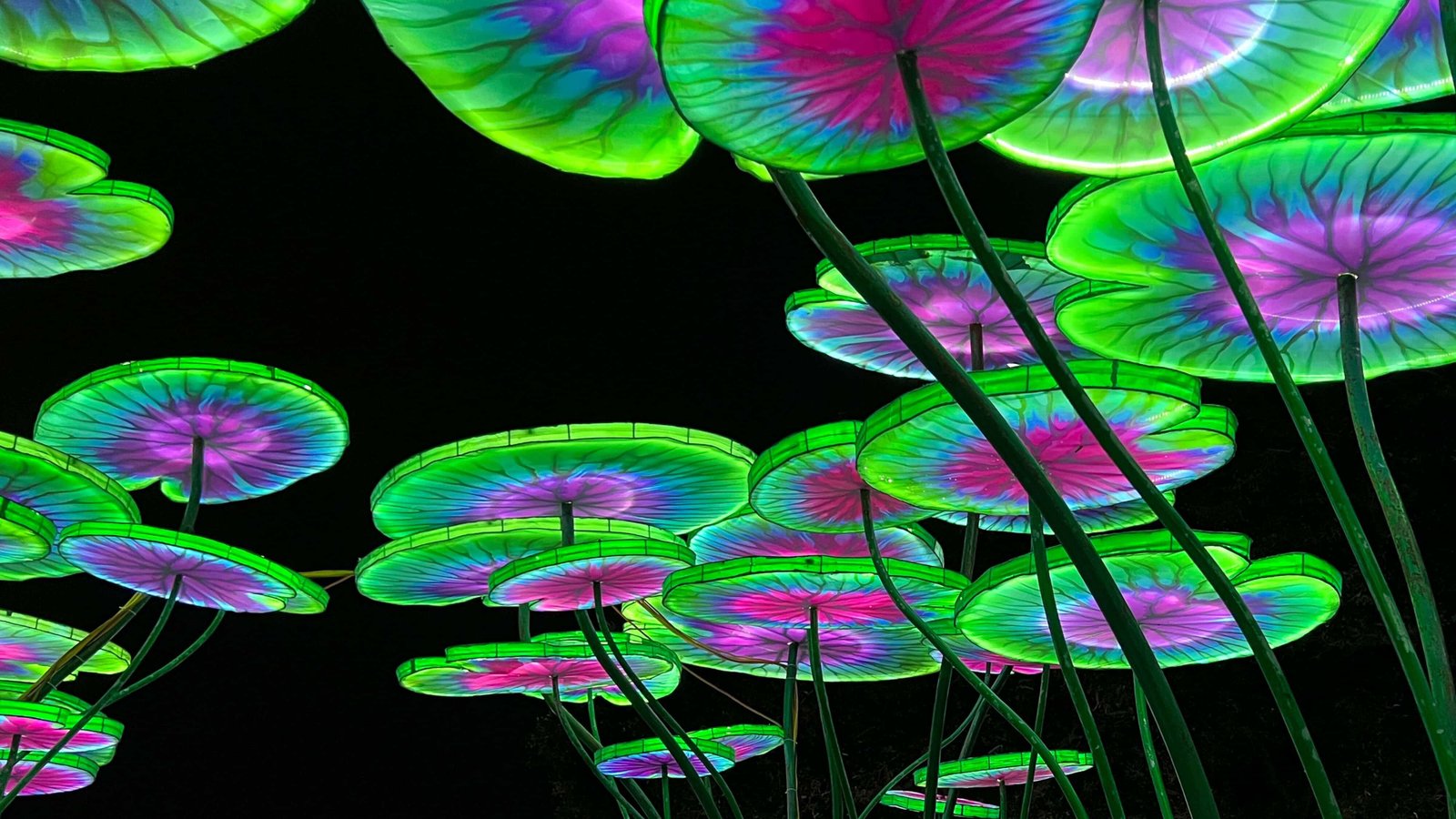 Lotus Leaves Corridor at Asian Lantern Festival Orlando