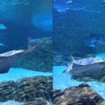 SeaWorld Orlando Welcomes First Juvenile Sawfish to Public Habitat in Historic Conservation Milestone 2 SeaWorld Orlando Welcomes First Juvenile Sawfish to Public Habitat in Historic Conservation Milestone