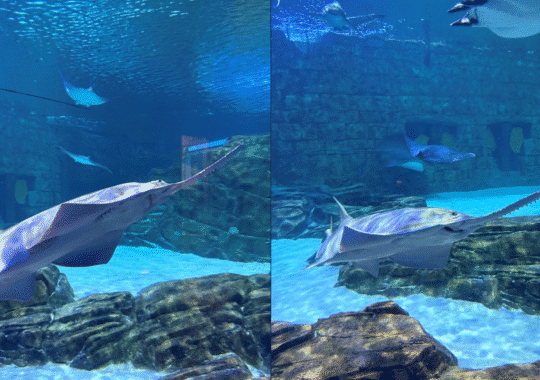 SeaWorld Orlando Welcomes First Juvenile Sawfish to Public Habitat in Historic Conservation Milestone