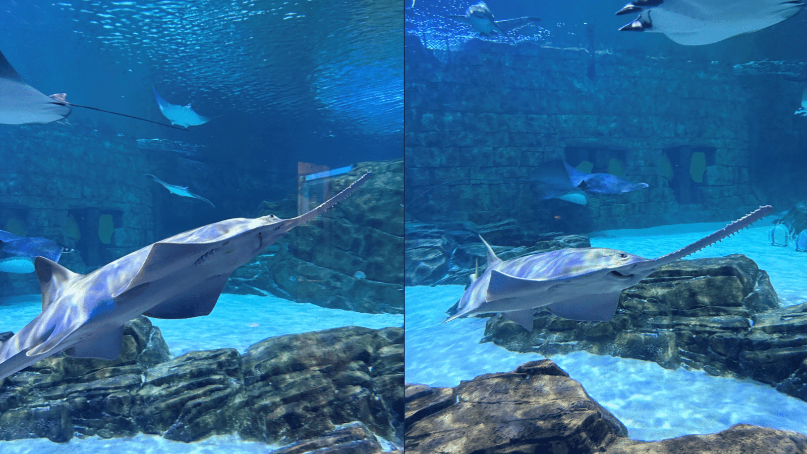 SeaWorld Orlando Welcomes First Juvenile Sawfish to Public Habitat in Historic Conservation Milestone